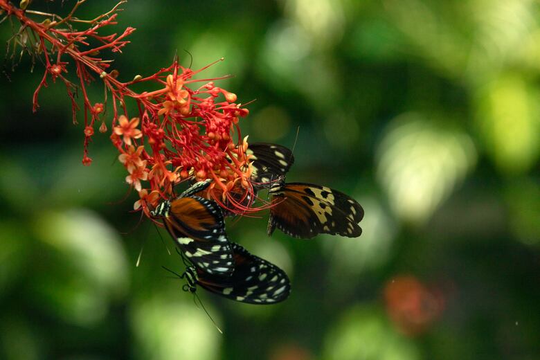 Smithsonian en Panamá inaugura el LepiDomo