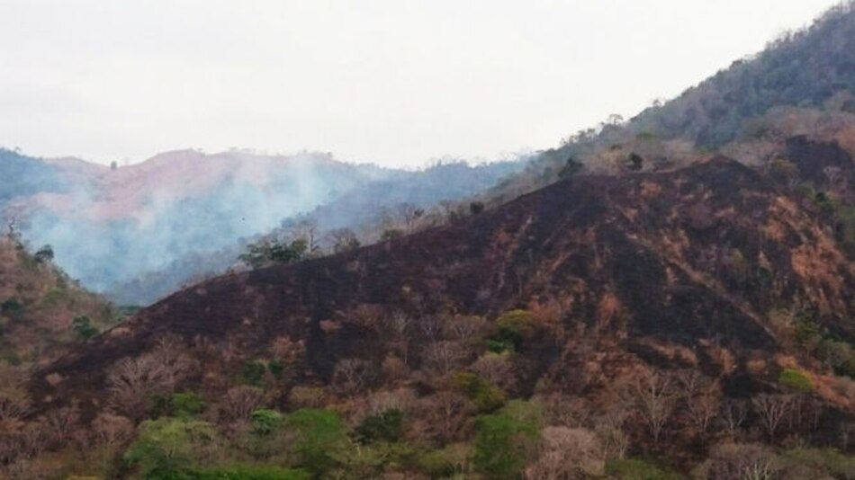 Cambutal: 200 hectáreas afectadas por incendio forestal