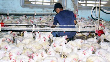 Alcaldesa veta acuerdo que elimina impuesto al pollo