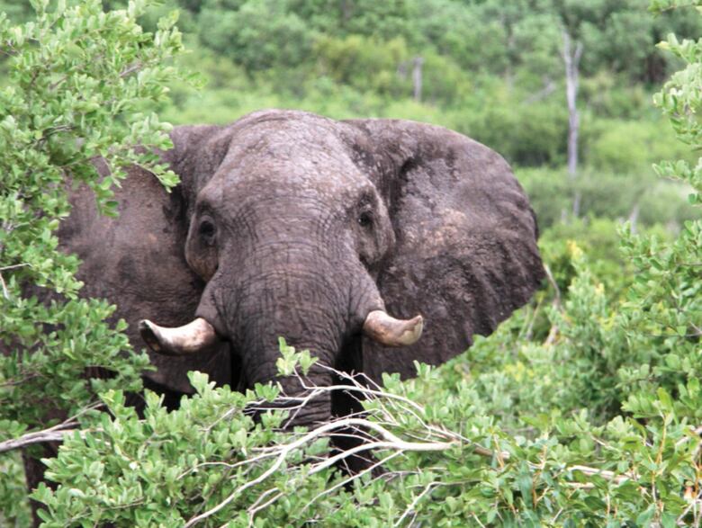 La esclavitud de los elefantes en Tailandia