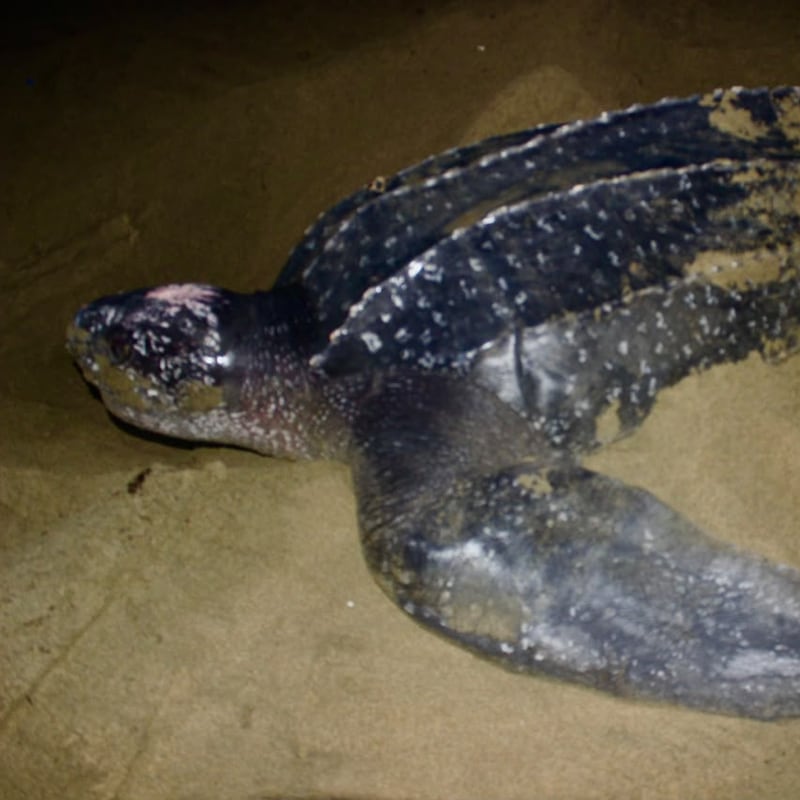 La tortuga marina más grande del mundo vuelve a anidar en Panamá