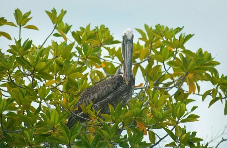 Multan con más de 6 mil dólares a hombre que mató pelícano en Galápagos