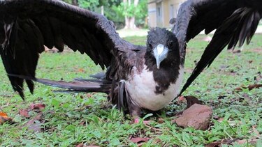 Pelícanos, en peligro por intoxicación