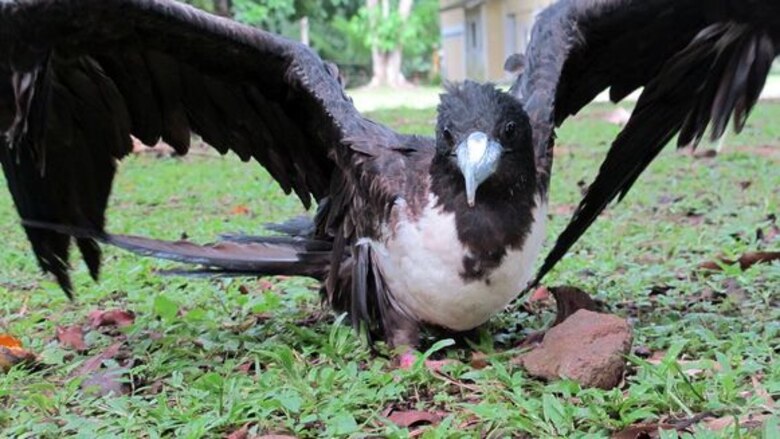 Pelícanos, en peligro por intoxicación