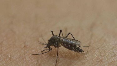 Reportan 338 casos de dengue en Panamá