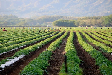 Los aranceles de Estados Unidos amenazan las exportaciones agrícolas de Latinoamérica