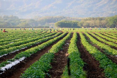 Los aranceles de Estados Unidos amenazan las exportaciones agrícolas de Latinoamérica
