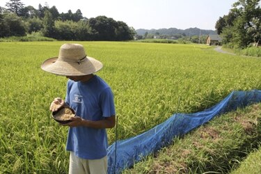 El arroz es el próximo riesgo alimentario para Japón después de Fukushima