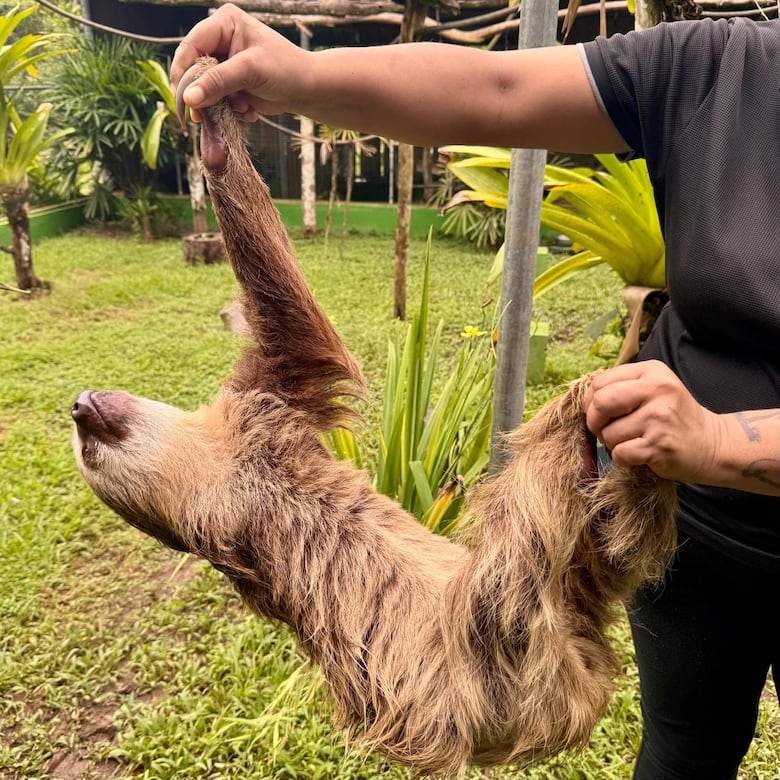 Todo sobre los perezosos en Panamá: especies, curiosidades y amenazas