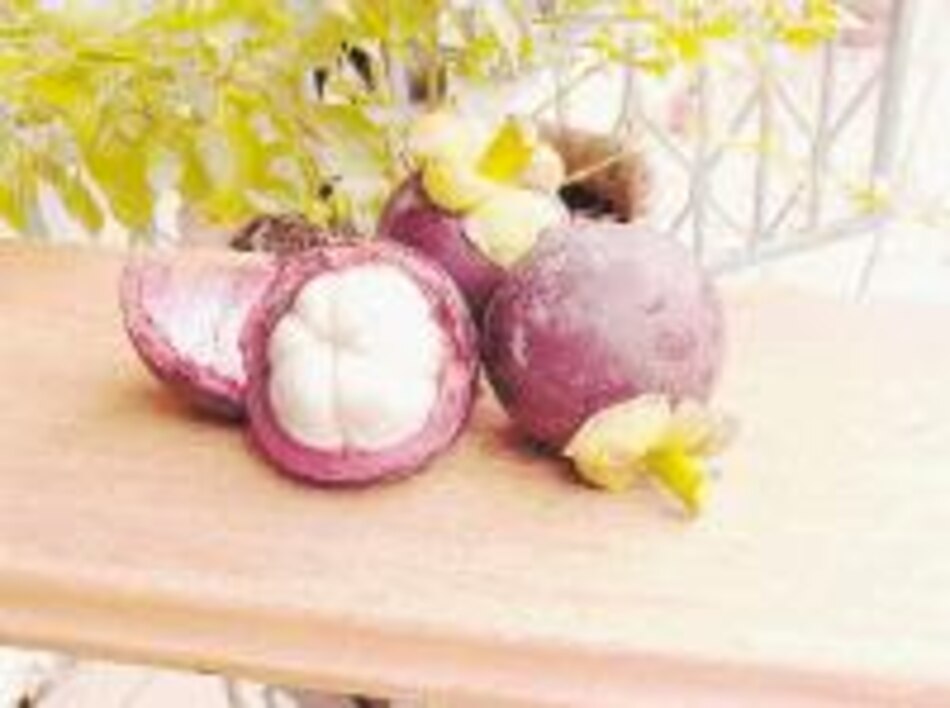 En Panamá ya se cultiva el mangostán