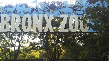 Tigre del zoológico de Nueva York da positivo en coronavirus