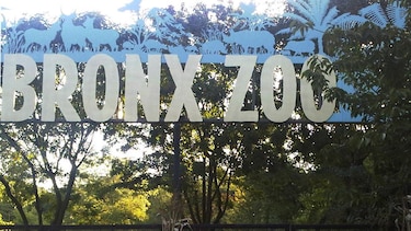 Tigre del zoológico de Nueva York da positivo en coronavirus