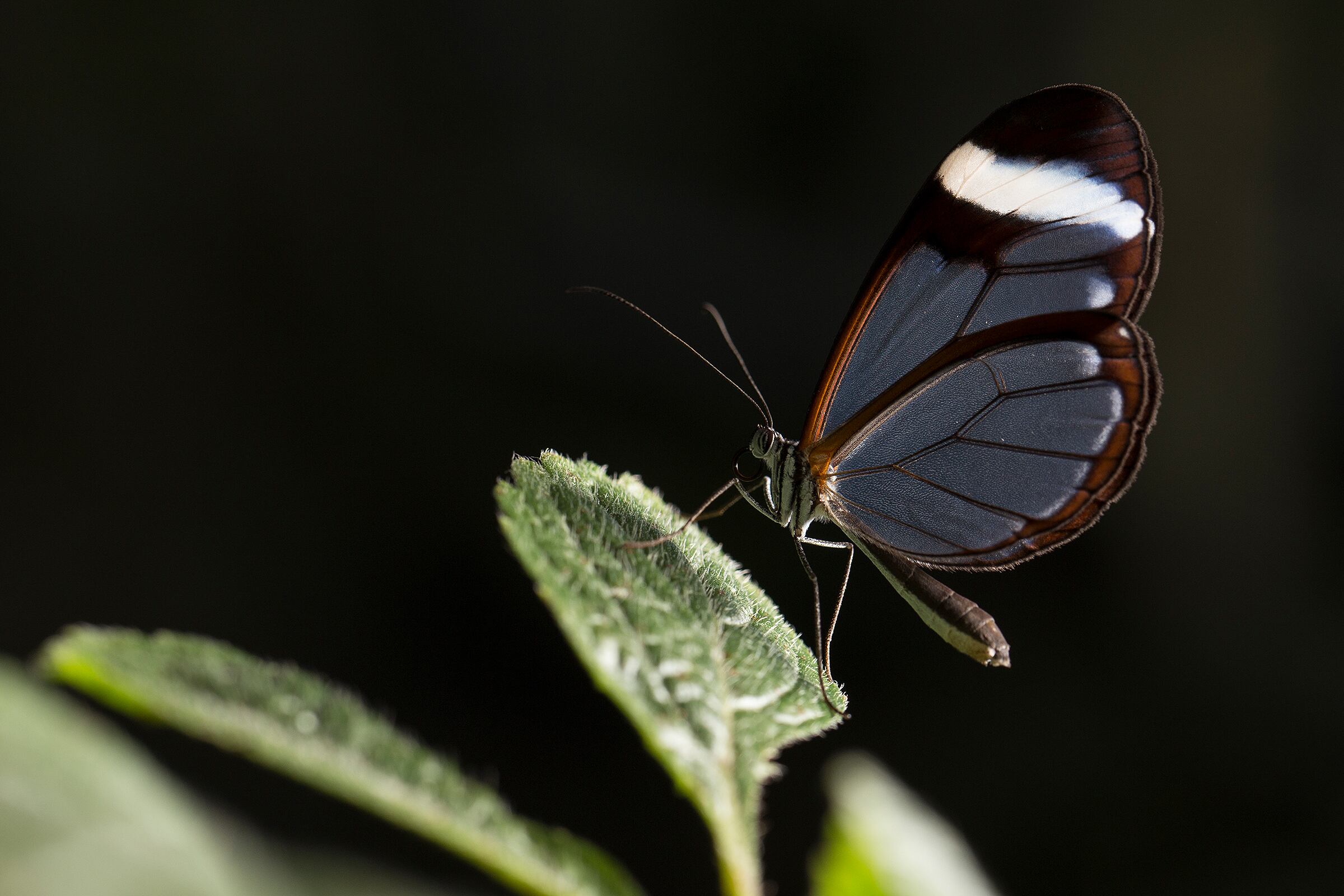 Mariposa alas de cristal en el mariposario de El Valle de Antón, Coclé. LP Alexander Arosemena
