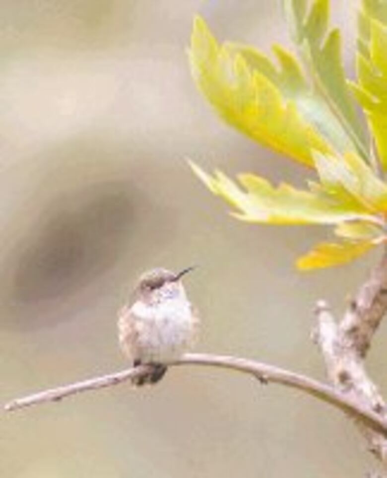 Volcán Barú, "el techo de Panamá"