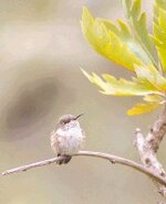 Volcán Barú, "el techo de Panamá"