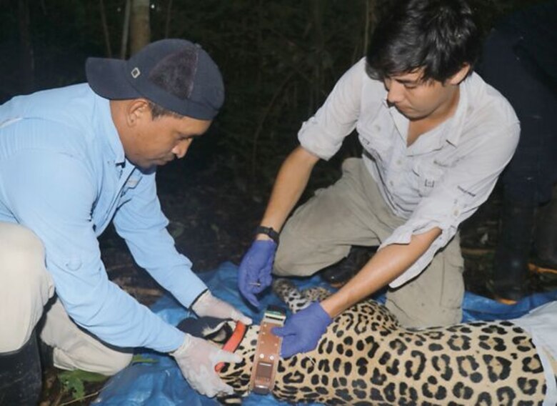 Chucunaque, el primer jaguar con collar GPS