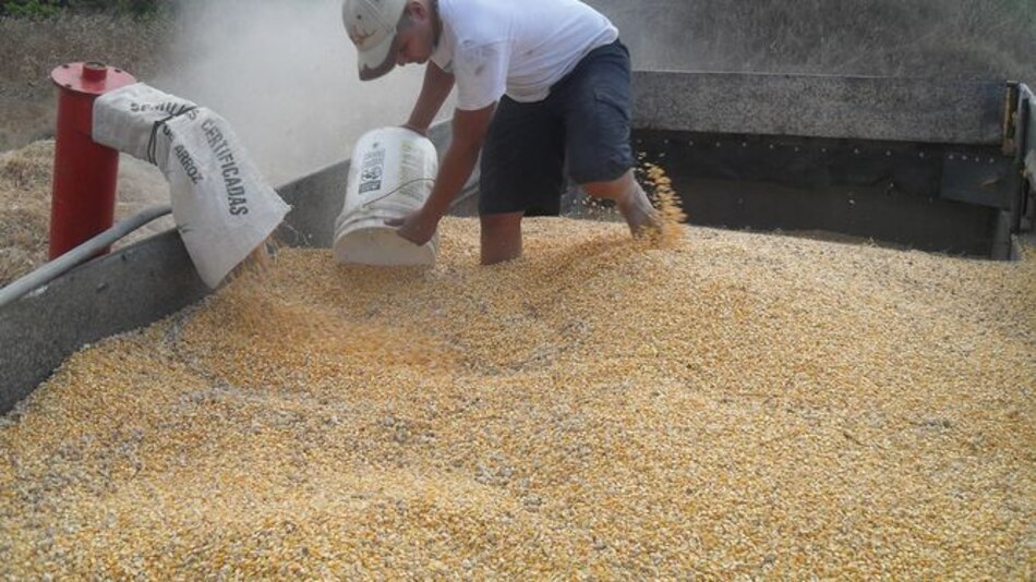 Productores de Azuero negocian venta de un millón 500 mil quintales de maíz