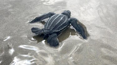 Nacen en Ecuador nueve tortugas marinas laúd, una especie en peligro