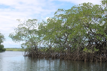 Panamá refuerza la protección de sus humedales ante amenazas ambientales y urbanas