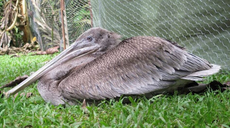 Extraña muerte de pelícanos a lo largo de la bahía de Panamá