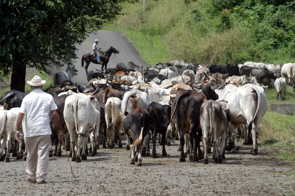 Brotes de gusano barrenador del ganado, una amenaza