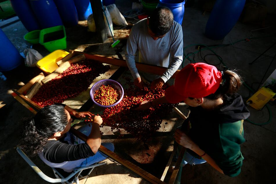 Cambio climático modifica planes de productores mexicanos de café