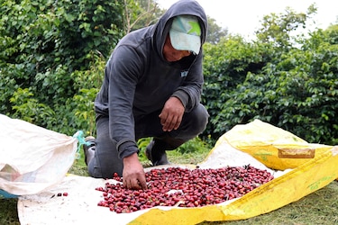 Las manos indígenas que impulsan el café panameño: tradición y una oportunidad de vida