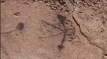 Descubren dibujos de gladiadores y cazadores realizados por niños en paredes de Pompeya