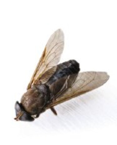 Que entren las moscas
