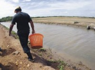 Agronoticias Europa y Estados Unidos vuelven a probar camarones de Aguadulce