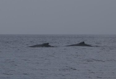 Las zonas críticas de colisión de ballenas con barcos casi no tienen medidas de protección