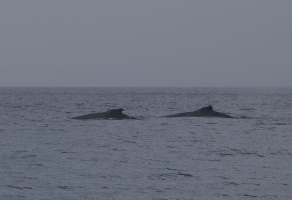 Las zonas críticas de colisión de ballenas con barcos casi no tienen medidas de protección