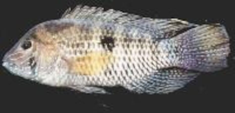 Ambiente El chogorro