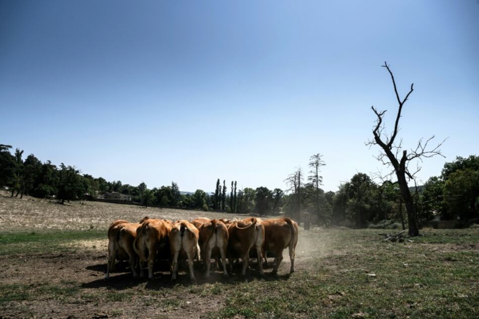 Un estudio revela cómo los humanos influyeron en el tamaño de los animales domésticos y salvajes