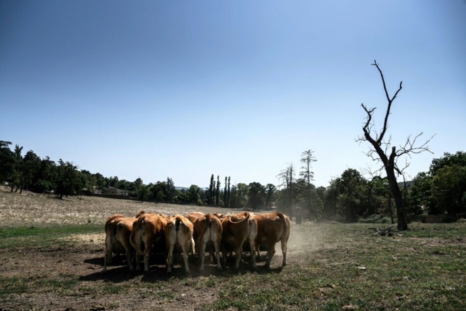 Un estudio revela cómo los humanos influyeron en el tamaño de los animales domésticos y salvajes
