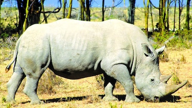 Zoológico utiliza fertilización ‘in vitro’