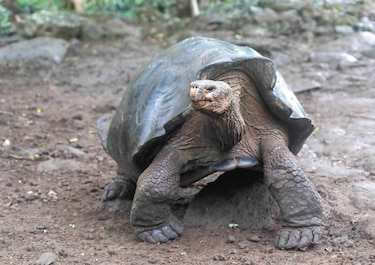 Estudio de ADN revela que hay una nueva especie de tortuga  en Galápagos