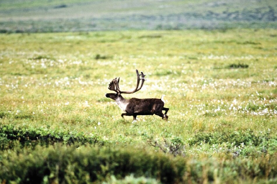 Canadá se opone a perforaciones en Alaska para proteger a caribúes