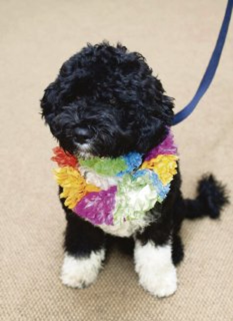 El perro de los Obama se llama Bo