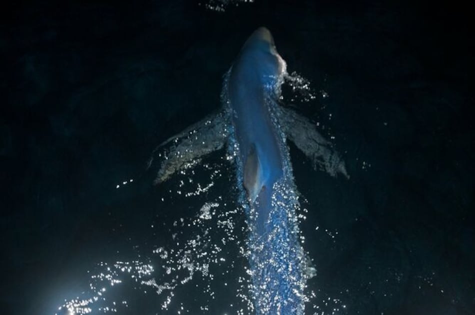 Científicos marcan por primera vez tiburones azules en Galápagos