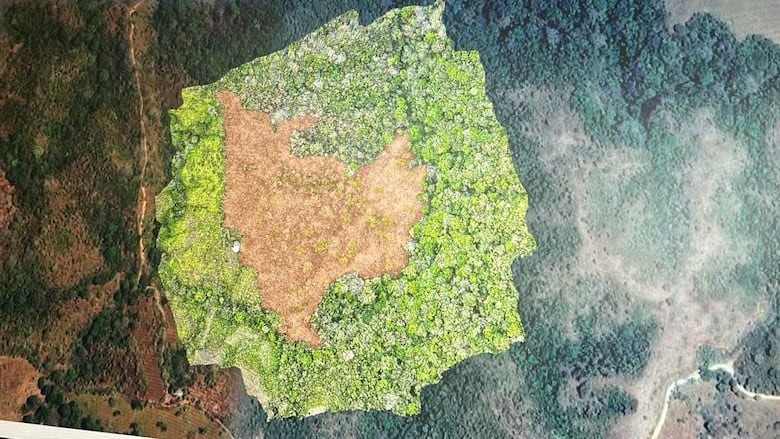 Crimen ecológico en Los Santos: deforestan siete hectáreas en reserva del río Cacao