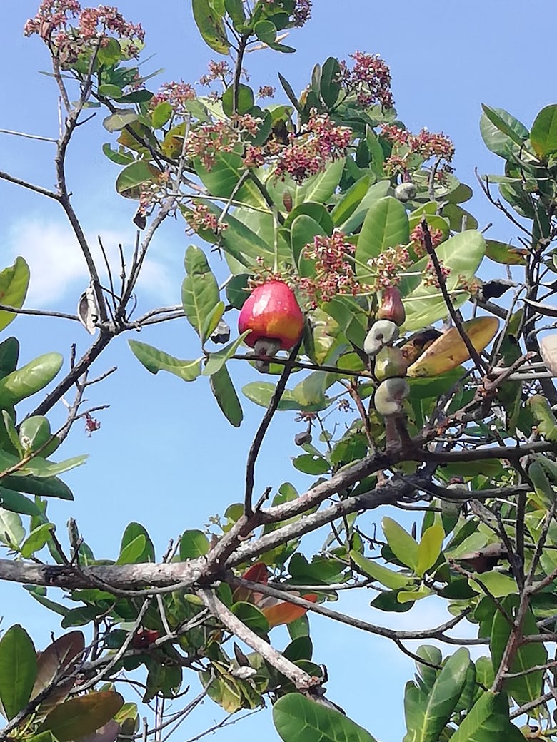 Enfermedad amenaza existencia del marañón en el pacífico panameño
