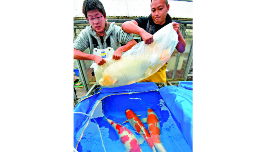 El lujo de tener carpas ‘koi’ japonesas