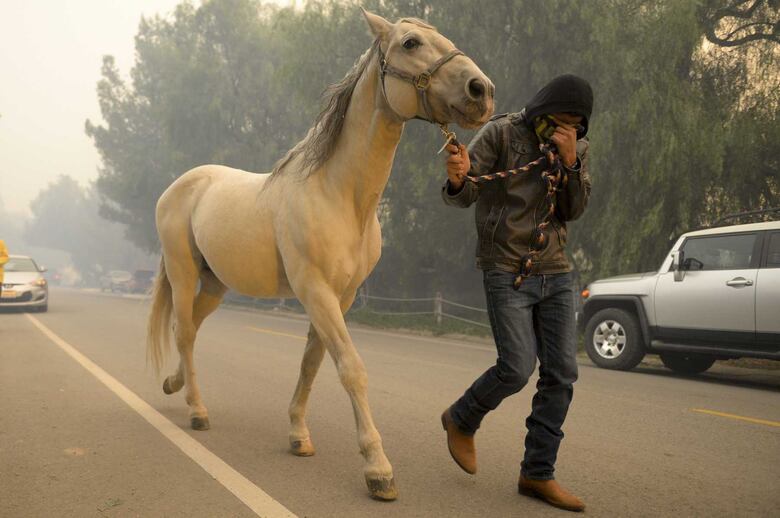 Dramática carrera de los pura sangre contra las llamas en California