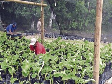 Nueva técnica para el cultivo de plátano