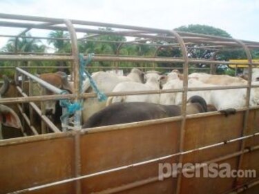 Ganaderos piden eliminar restricciones por la leucosis bovina