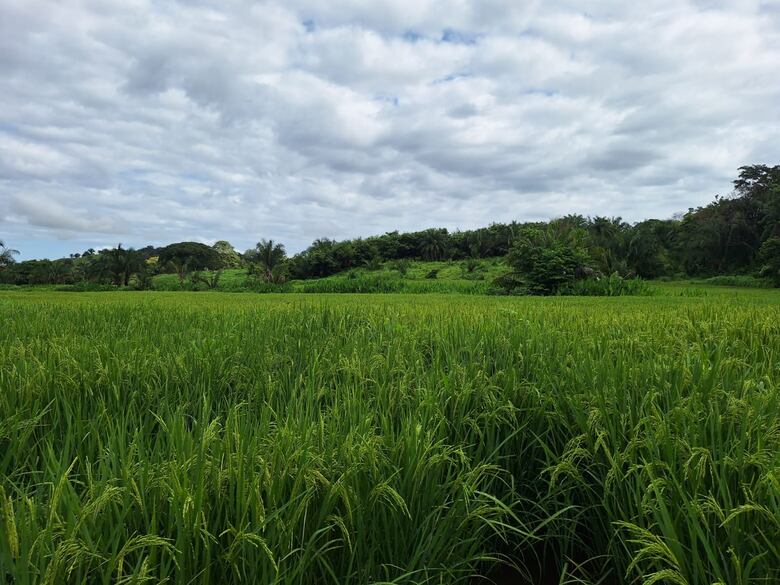 ¿Qué ocurre con el arroz en Panamá? Productores temen pérdidas en la cosecha mientras la industria justifica las importaciones