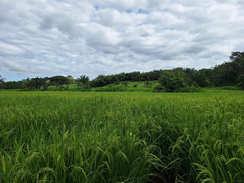 ¿Qué ocurre con el arroz en Panamá? Productores temen pérdidas en la cosecha mientras la industria justifica las importaciones