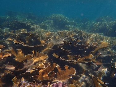 ¿Por qué son importantes los pastos marinos? Clave para la pesca, el clima y la protección costera