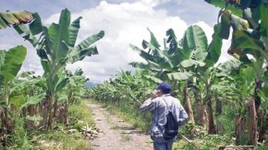 Obreros agobiados se toman las bananeras